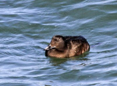 White-winged Scoter