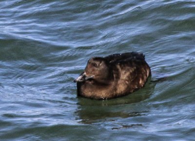 White-winged Scoter