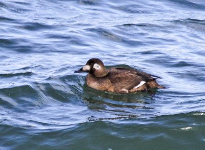 White-winged Scoter