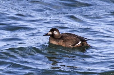 White-winged Scoter