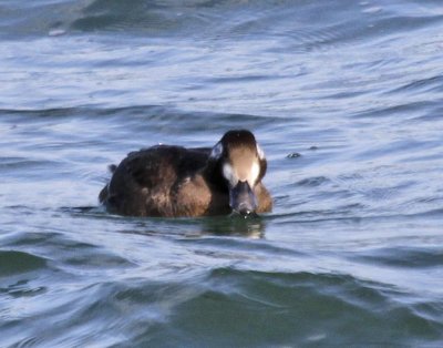 White-winged Scoter