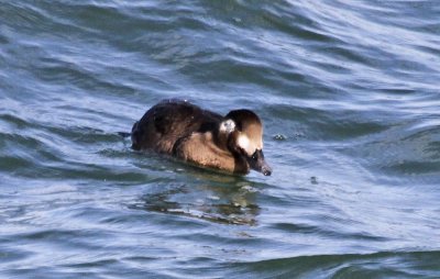 White-winged Scoter