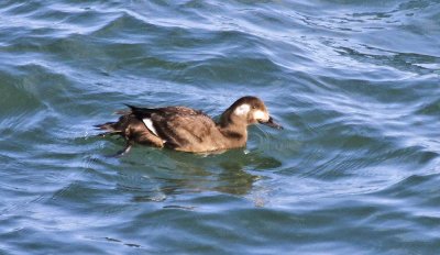 White-winged Scoter