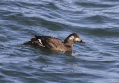 White-winged Scoter