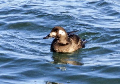White-winged Scoter