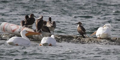 Blue-footed Booby