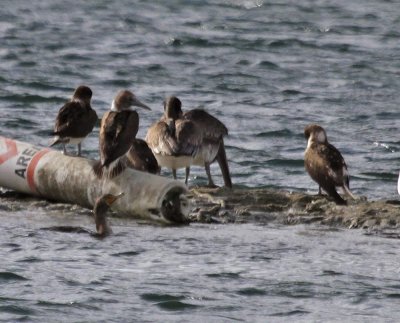 Blue-footed Booby