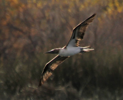 Blue-footed Booby