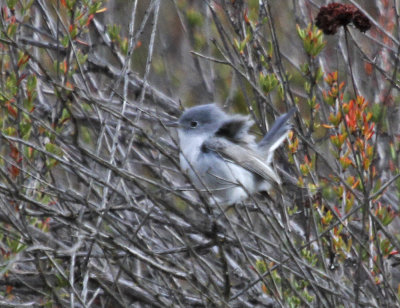 Blue-gray Gnatcatcher 