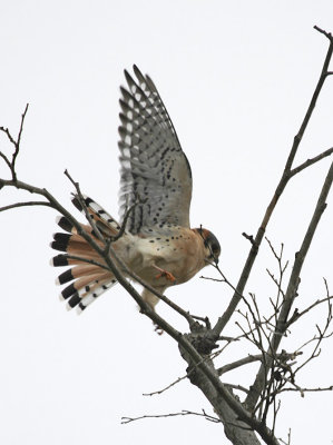 American Kestrel