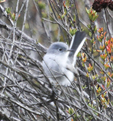 Blue-gray Gnatcatcher 