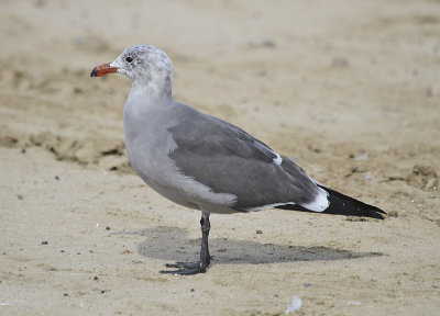 Heermann'sGull 