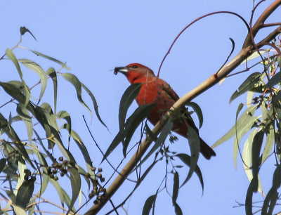 Hepatic Tanager