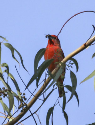 Hepatic Tanager