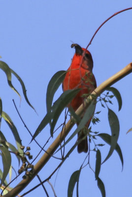 Hepatic Tanager
