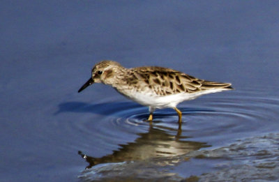 Least Sandpiper