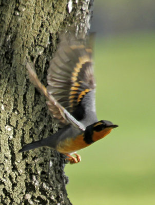 Varied Thrush