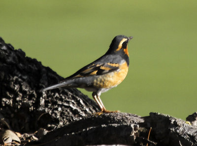 Varied Thrush