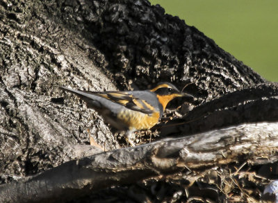 Varied Thrush