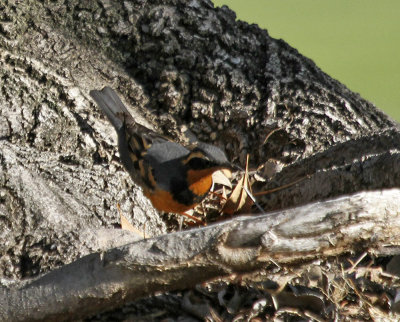 Varied Thrush