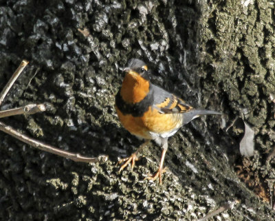 Varied Thrush