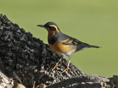 Varied Thrush