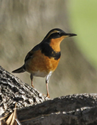 Varied Thrush