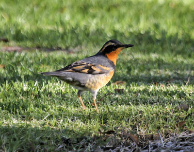 Varied Thrush