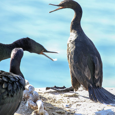 Pelagic Cormorant