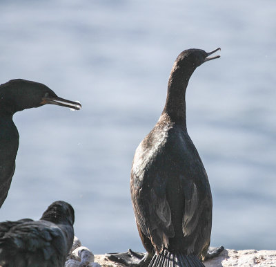 Pelagic Cormorant
