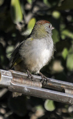 Green-tailed Towhee