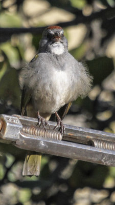 Green-tailed Towhee