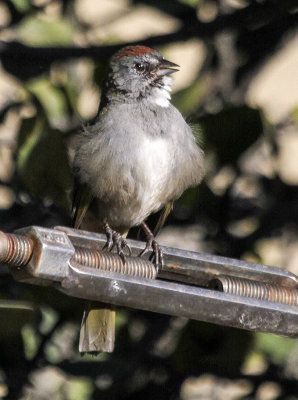 Green-tailed Towhee