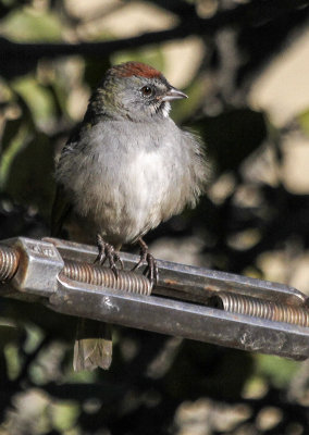 Green-tailed Towhee