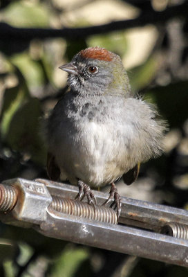 Green-tailed Towhee