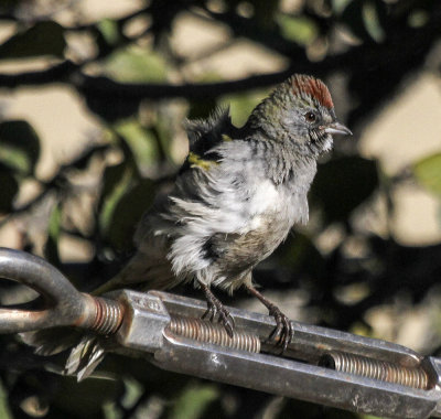 Green-tailed Towhee
