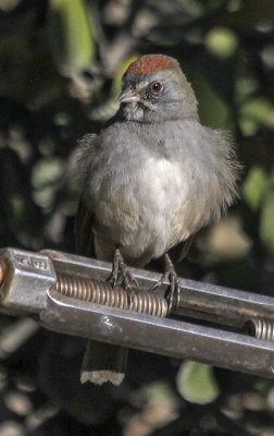 Green-tailed Towhee