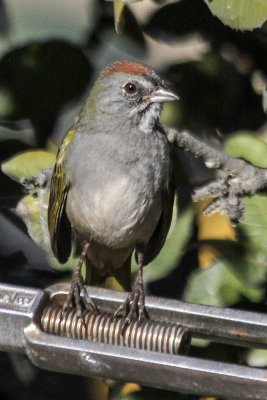 Green-tailed Towhee