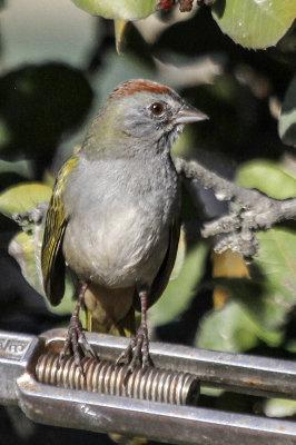 Green-tailed Towhee