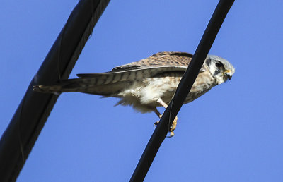 American Kestrel