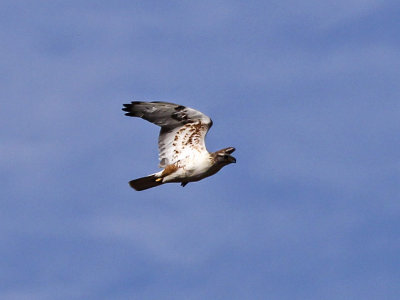 Ferruginous Hawk 