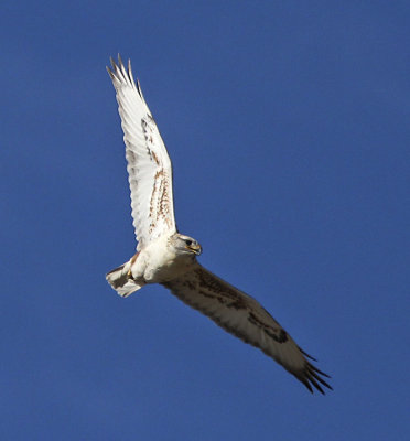 Ferruginous Hawk 