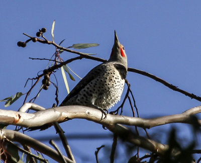 Northern Flicker 