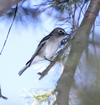 Plumbeous Vireo
