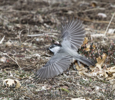 Mountain Chickadee
