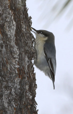 Pygmy Nuthatch