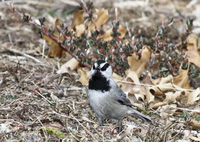 Mountain Chickadee