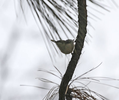 Pygmy Nuthatch