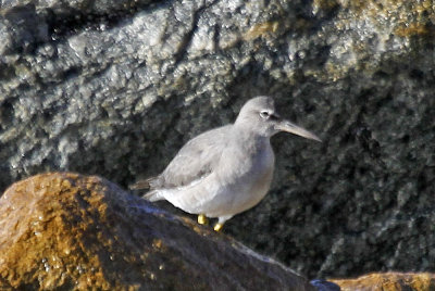 Wandering Tattler
