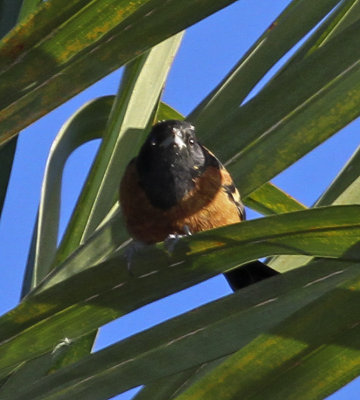 Orchard Oriole